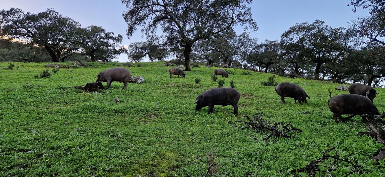 etiquetage du jambon iberique